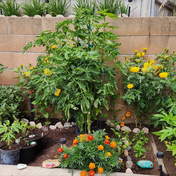 About Sazzle Dazzle✅️FOLLOW LIKE ❤️ Main Listing For Live Show Notifications - Picture 9 of 16